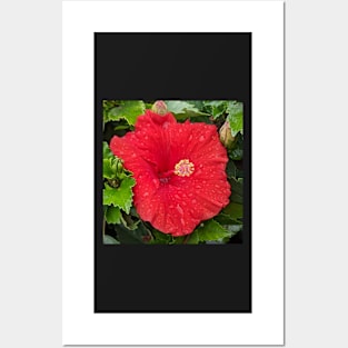 Wet Red Flower 2 Posters and Art